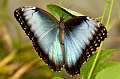 _DSC9543 - Morpho peleideis